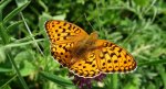 Dostojka adype, perłowiec adype (Argynnis adippe)