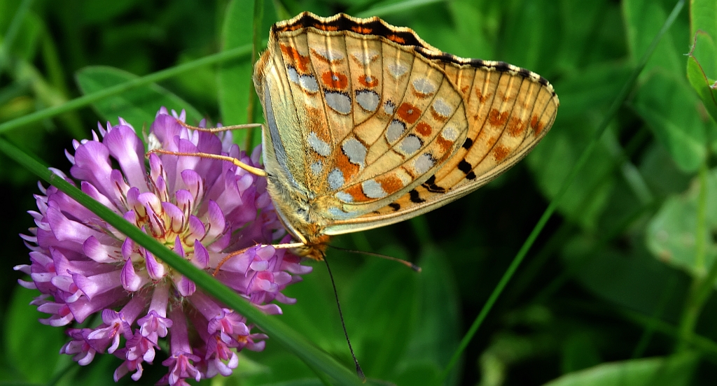Dostojka adype, perłowiec adype (Argynnis adippe)
