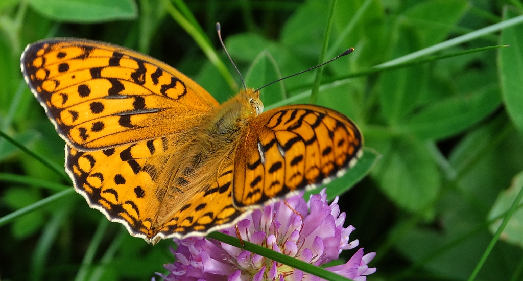 Dostojka adype, perłowiec adype (Argynnis adippe)