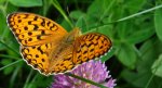 Dostojka adype, perłowiec adype (Argynnis adippe)