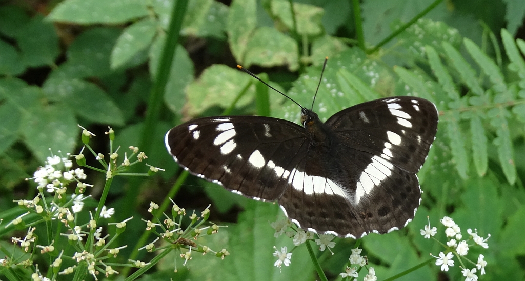 Pokłonnik kamilla/wróż (Limenitis camilla)