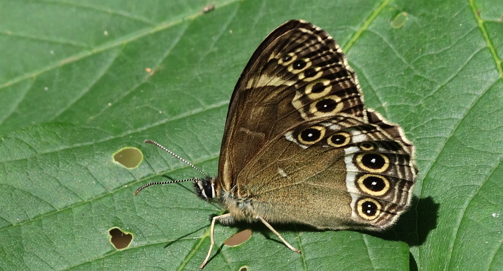 Osadnik wielkooki (Lopinga achine)