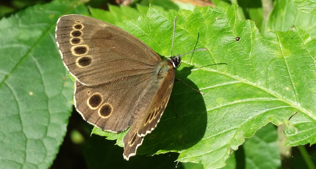 Osadnik wielkooki (Lopinga achine)
