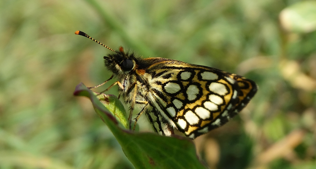 Rojnik morfeusz (Heteropterus morpheus)