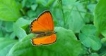 Czerwończyk dukacik (Lycaena virgaureae)