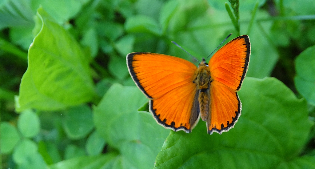 Czerwończyk dukacik (Lycaena virgaureae)