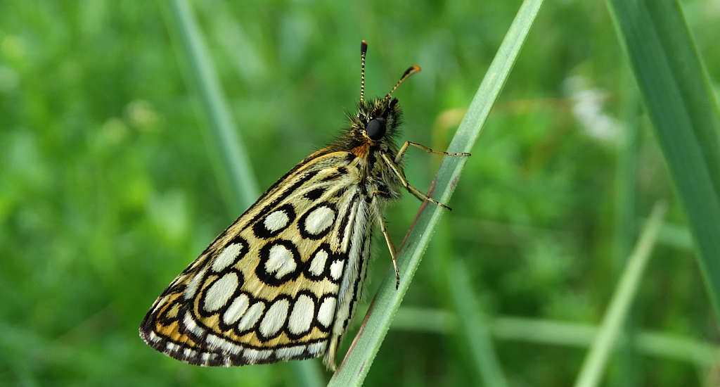 Rojnik morfeusz (Heteropterus morpheus)