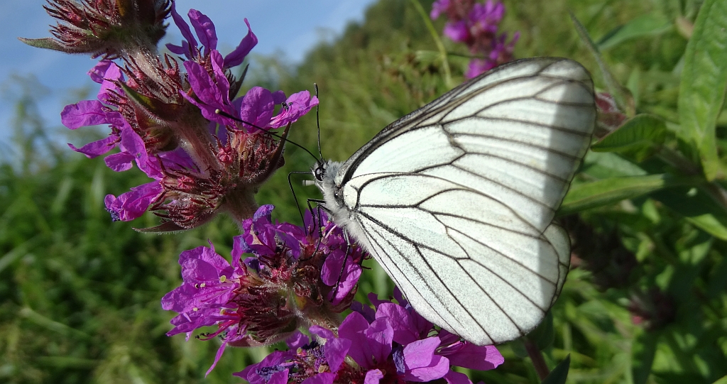 Niestrzęp głogowiec (Aporia crataegi)