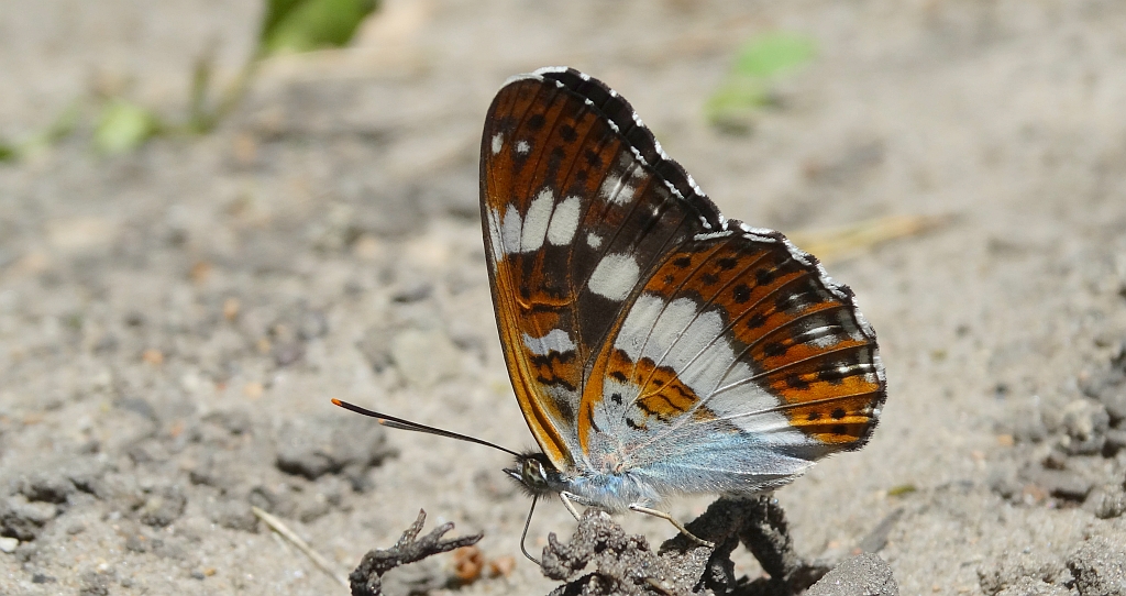 Pokłonnik kamilla (Limenitis camilla)