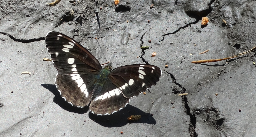 Pokłonnik kamilla (Limenitis camilla)