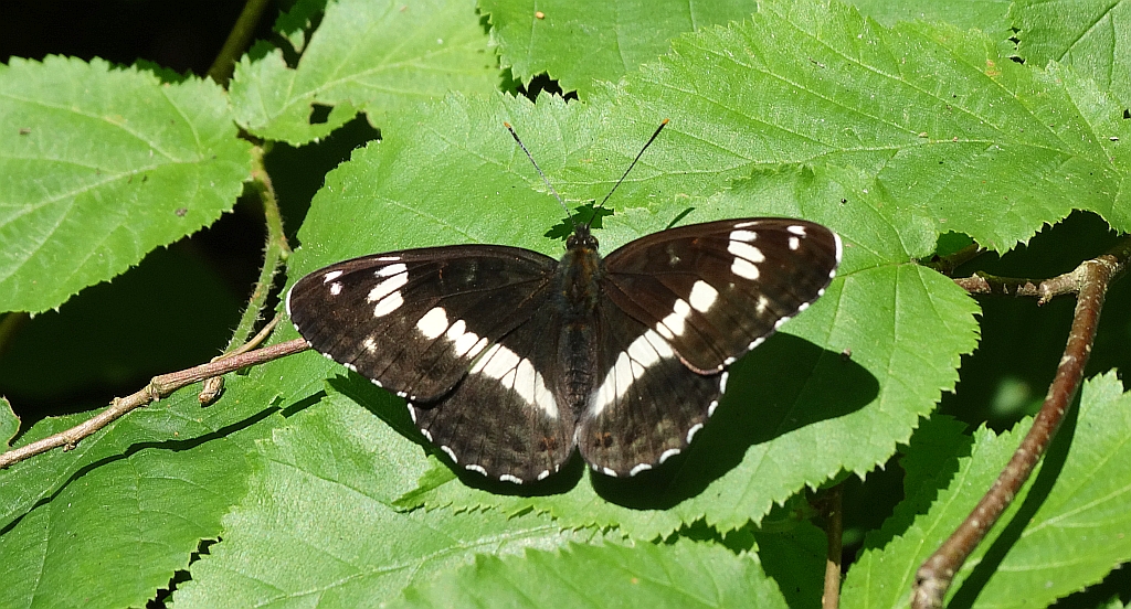 Pokłonnik kamilla (Limenitis camilla)