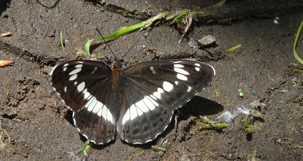 Pokłonnik kamilla (Limenitis camilla)