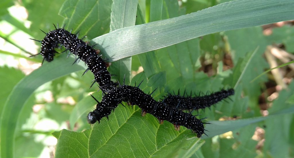 Rusałka pawik (Aglais io)