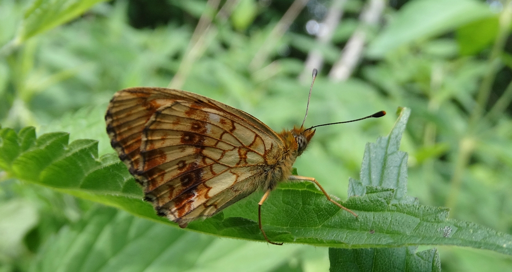 Dostojka ino (Brenthis ino)