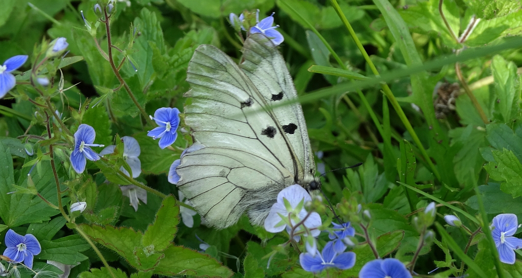 Niepylak mnemozyna (Parnassius mnemosyne)