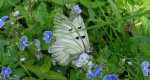 Niepylak mnemozyna (Parnassius mnemosyne)
