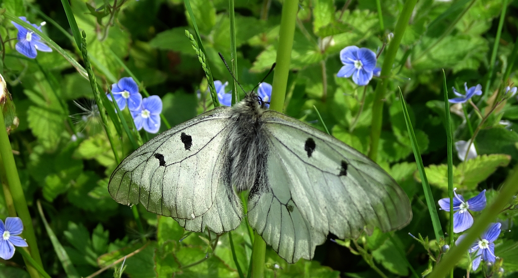 Niepylak mnemozyna (Parnassius mnemosyne)