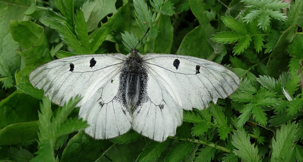Niepylak mnemozyna (Parnassius mnemosyne)