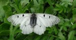 Niepylak mnemozyna (Parnassius mnemosyne)
