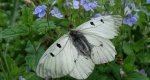 Niepylak mnemozyna (Parnassius mnemosyne)