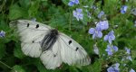 Niepylak mnemozyna (Parnassius mnemosyne)