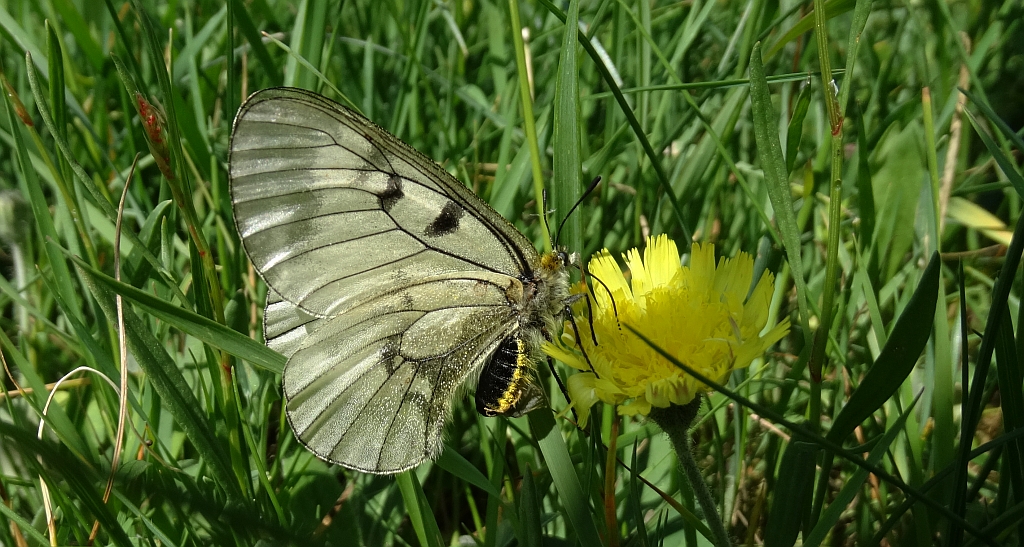 Niepylak mnemozyna (Parnassius mnemosyne)