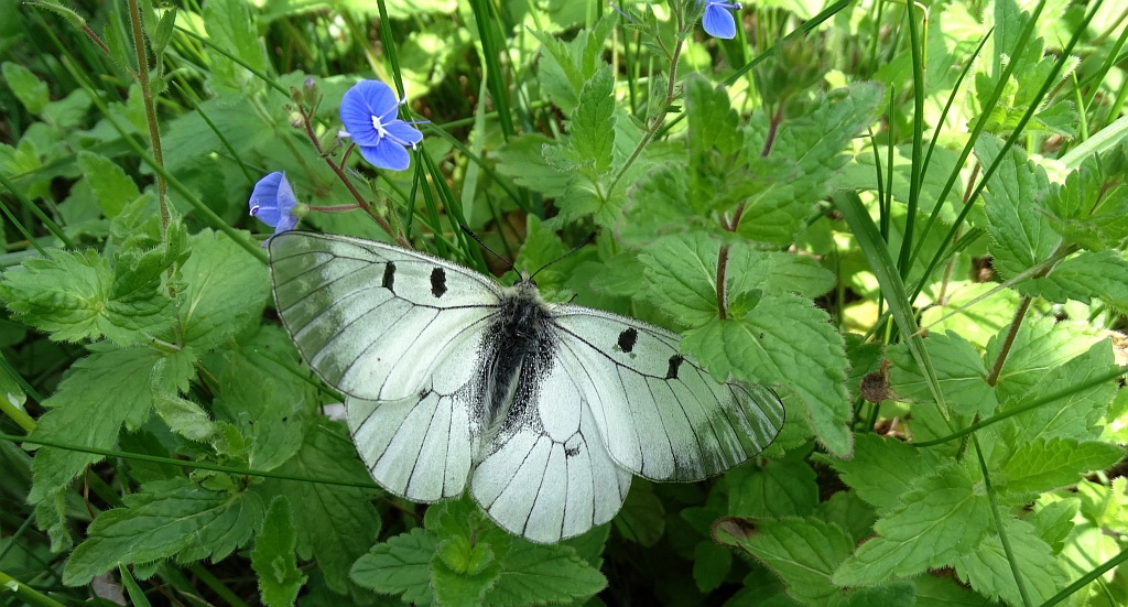 Niepylak mnemozyna (Parnassius mnemosyne)
