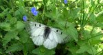 Niepylak mnemozyna (Parnassius mnemosyne)