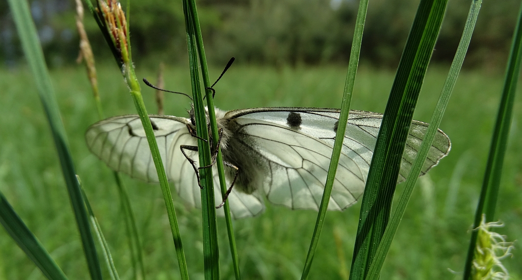 Niepylak mnemozyna (Parnassius mnemosyne)