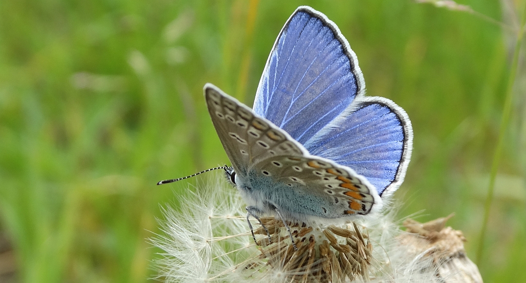 Modraszek ikar, mnogooczak ikar (Polyommatus icarus)