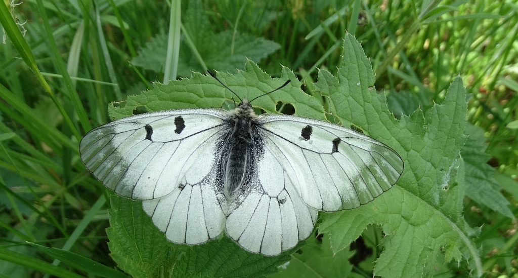 Niepylak mnemozyna (Parnassius mnemosyne)