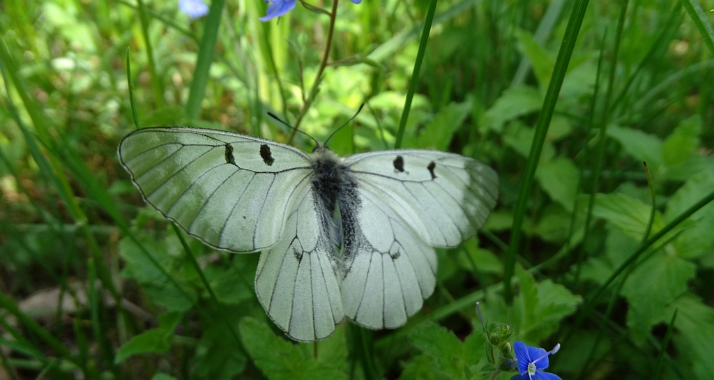 Niepylak mnemozyna (Parnassius mnemosyne)