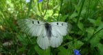 Niepylak mnemozyna (Parnassius mnemosyne)