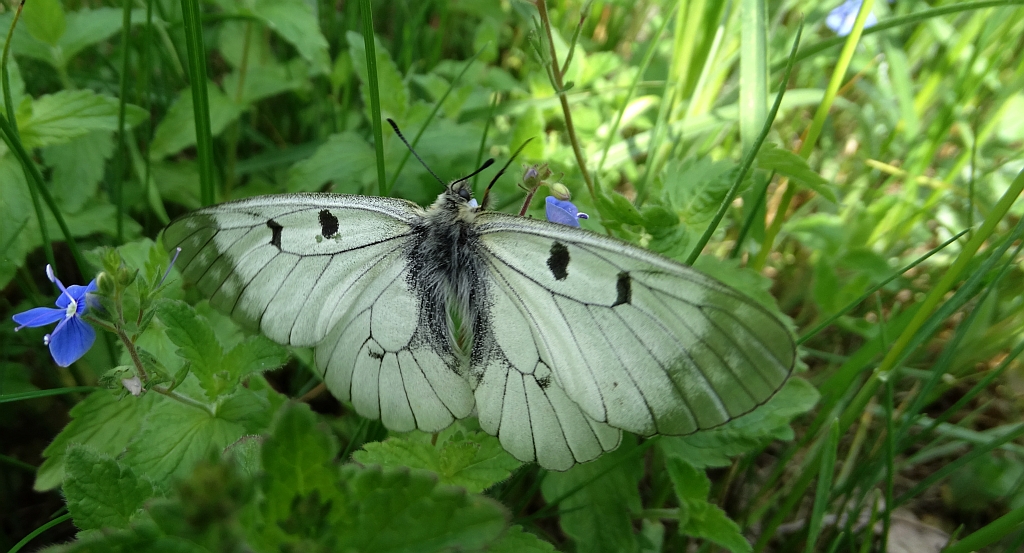 Niepylak mnemozyna (Parnassius mnemosyne)