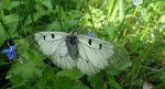 Niepylak mnemozyna (Parnassius mnemosyne)