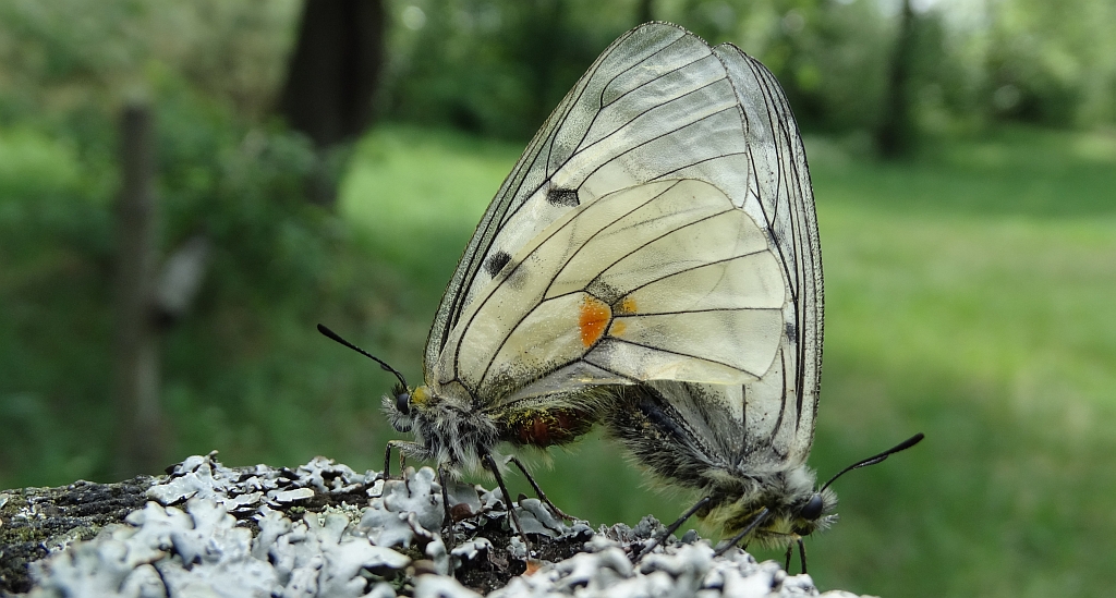 Niepylak mnemozyna (Parnassius mnemosyne)