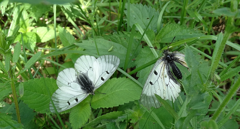 Niepylak mnemozyna (Parnassius mnemosyne)
