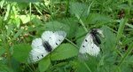 Niepylak mnemozyna (Parnassius mnemosyne)