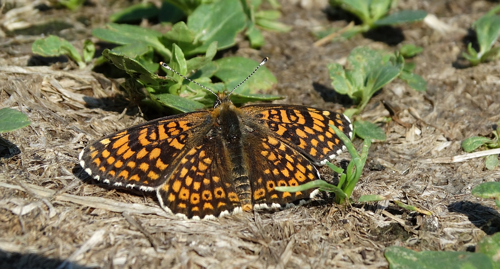 Przeplatka cinksia (Melitaea cinxia)