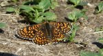 Przeplatka cinksia (Melitaea cinxia)