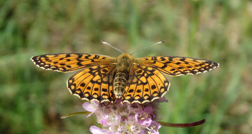 Dostojka selene (Boloria selene)