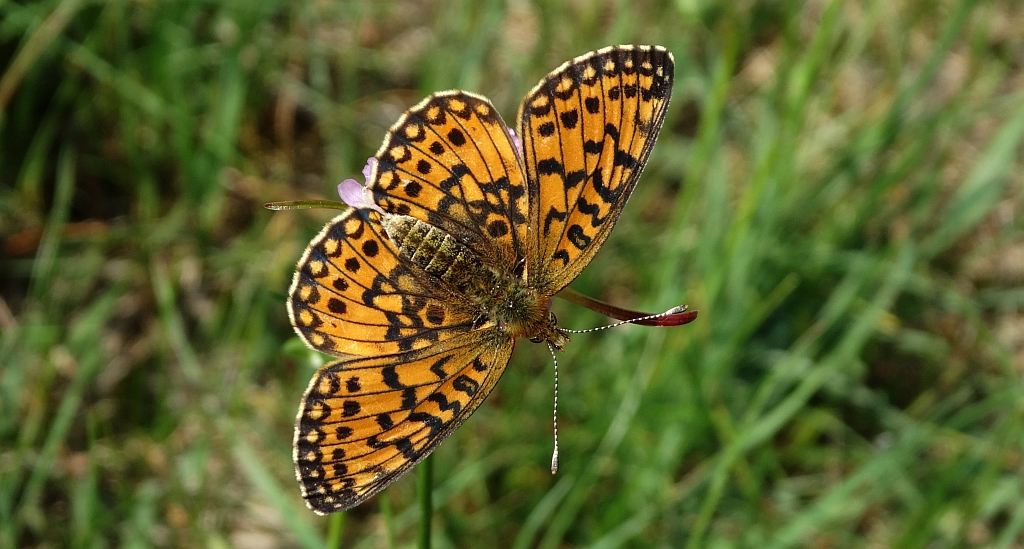 Dostojka selene (Boloria selene)