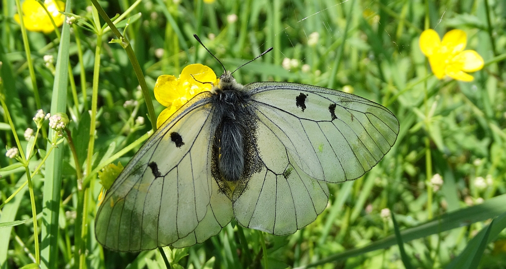Niepylak mnemozyna (Parnassius mnemosyne)