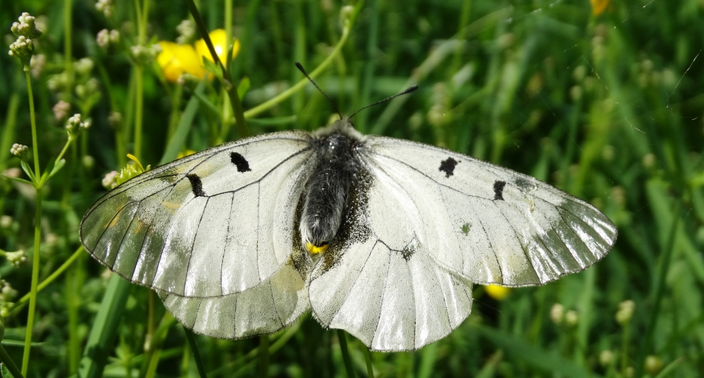 Niepylak mnemozyna (Parnassius mnemosyne)