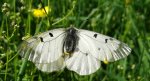 Niepylak mnemozyna (Parnassius mnemosyne)