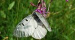 Niepylak mnemozyna (Parnassius mnemosyne)