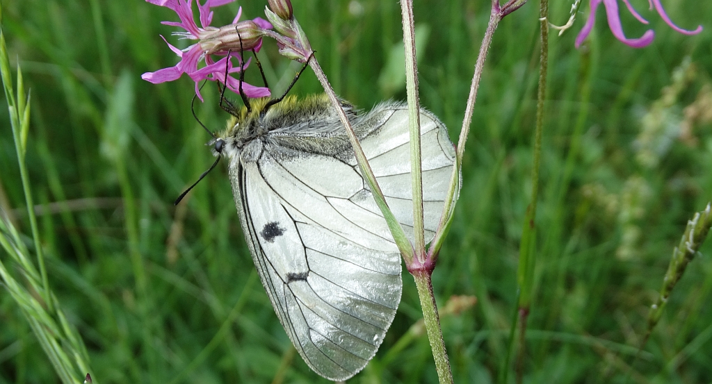 Niepylak mnemozyna (Parnassius mnemosyne)