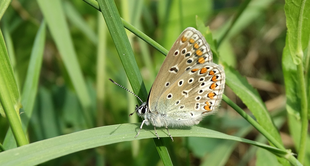 Modraszek ikar, mnogooczak ikar (Polyommatus icarus)