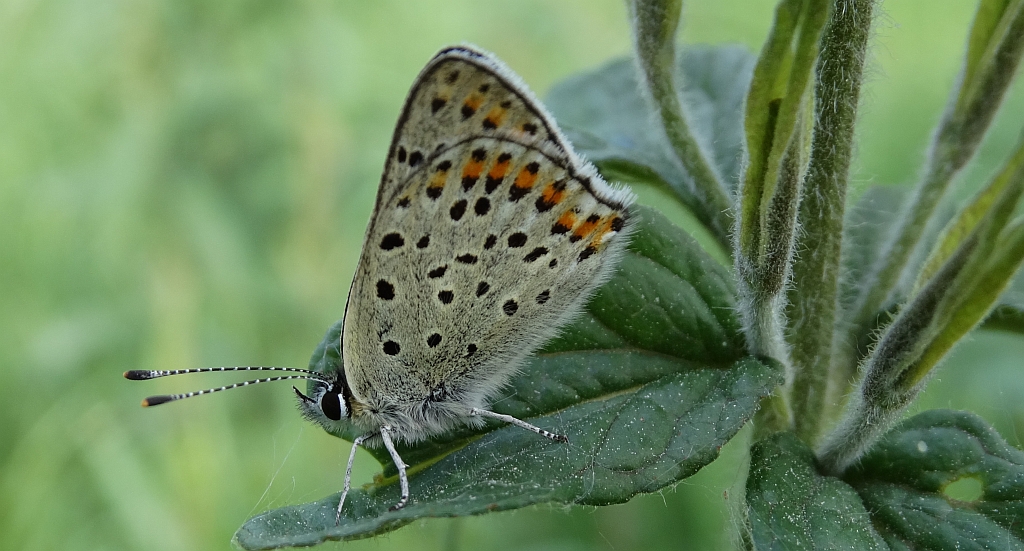 Czerwończyk uroczek (Lycaena tityrus, syn. Heodes tityrus)