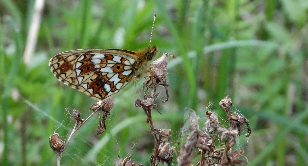 Dostojka selene (Boloria selene)